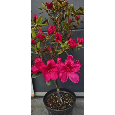 Azalia japońska na pniu Albiflorum Czerwona